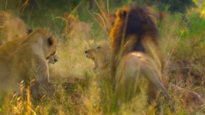 But when fights break out... - Wild Babies