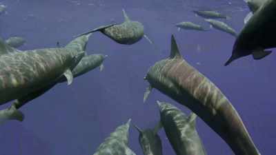 But to find it, they have to be fast. - Oceans: Our Blue Planet