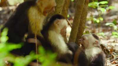 But find the right ones, - The Secret Lives of Animals