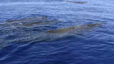 But finding a female calf will really
tell us how this pod is doing, - Secrets of the Whales