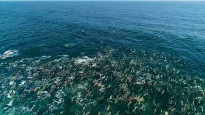 But finding the shoals
over such a vast area is far from easy. - Our Great National Parks