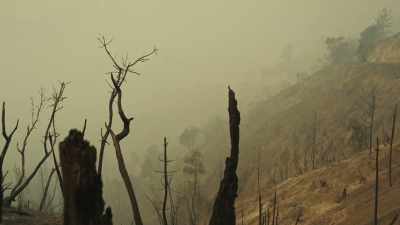But fire has been on this planet
for 420 million years. - Bring Your Own Brigade