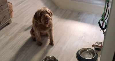 But first, as always, - Think Like a Dog