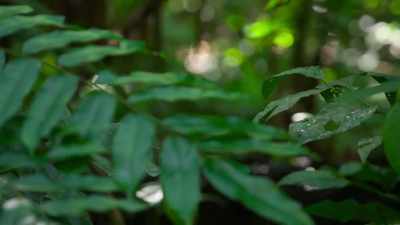 But first, they must be sure
there are no predators lurking below. - Our Planet