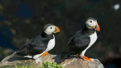 But where fish numbers are in decline, - Blue Planet II