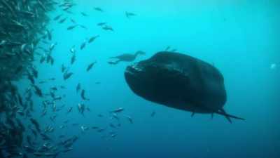 But as fish numbers dwindle,
the X-fish turn their attention elsewhere. - Prehistoric Planet