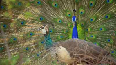 But flashy colours
can also come at a cost, - Attenborough's Life in Colour