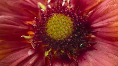 but flowers - Super/Natural