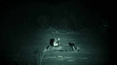 BUT FOR ME, THE STRONGEST LINK
TO EYEWITNESS REPORTS - Expedition Mungo