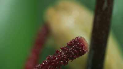 But for this one, the cactus'
surface is within reach. - The Green Planet