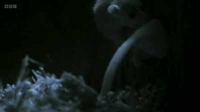 But fortunately,
higher up in the oak, - Wild Isles
