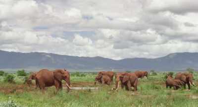 But from the moment the sun comes out, - The Elephant Queen