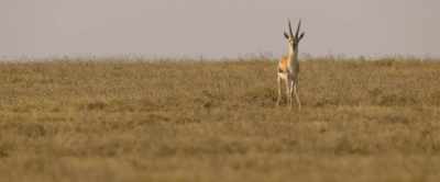 But gains nothing. - Our Universe