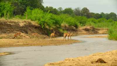 But to get there,
they have to cross the Sand River. - Wild Babies