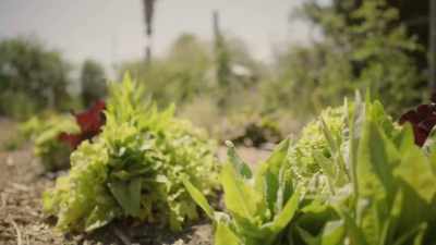 But getting more
greens for your buck - What Am I Eating? With Zooey Deschanel