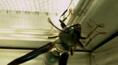 But he got stung near the nest, - Kings of Pain