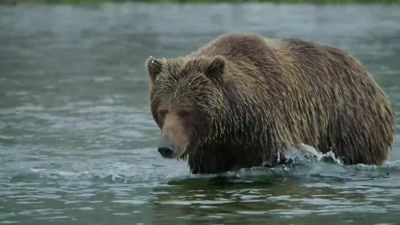 'But this grizzly bear - A Year on Planet Earth
