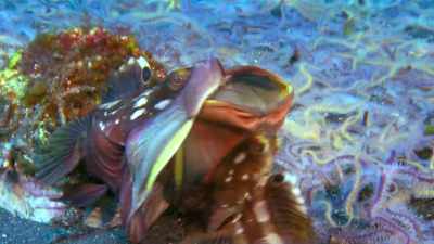 ...But, gross! We're so... not! - Absurd Planet