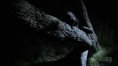 But grubs and birds' eggs alone
won't be enough - David Attenborough's Tasmania