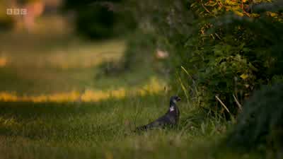 ..but half of everything they eat, they hunt. - Wild London