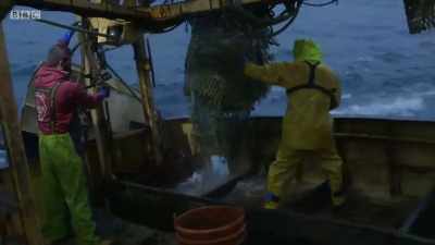 But this haul is even worse. - Cornwall: This Fishing Life