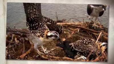 But they have to figure it out in a hurry - United States of Animals