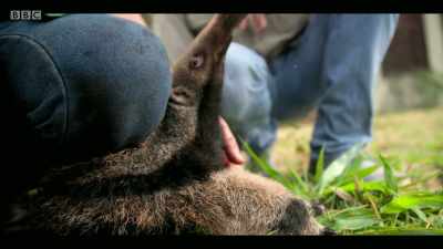 But we have found roadkill decreases - Extinction: The Facts
