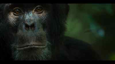 But they have no way of knowing - Chimp Empire