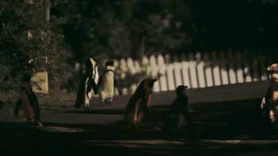But he was a much different bird
back then. - Penguin Town