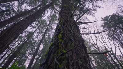 But he was also
my dad. (laughs) - Trees and Other Entanglements