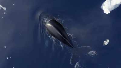 "But before he can join his elders
in the feast," - Secrets of the Whales