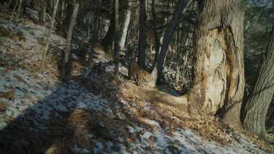But he is not the only predator
here. - Frozen Planet II