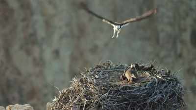But he has nothing to offer
the three chicks, - Epic Yellowstone