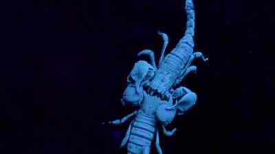 But while he tries to stimulate her,
she is testing his strength. - Micro Monsters with David Attenborough
