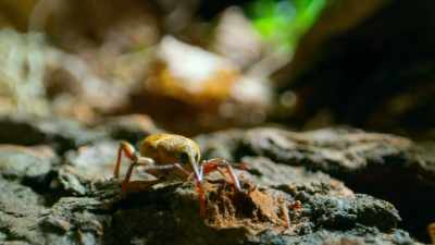But this Herculean task looks simple
compared to an acorn weevil's. - Tiny World