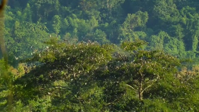 'But here, they gather
in hundreds of thousands - A Year on Planet Earth