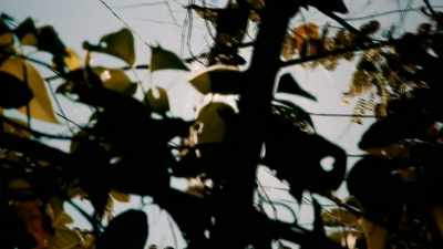 BUT, HERE IN THE JUNGLE,
IT'S JUST VISUAL OVERLOAD. - Expedition Mungo