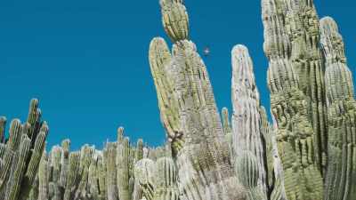 But here, on average,
they're 20-24 feet in height. - The Green Planet