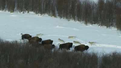 But here the bison are able to
close ranks once again. - Frozen Planet II
