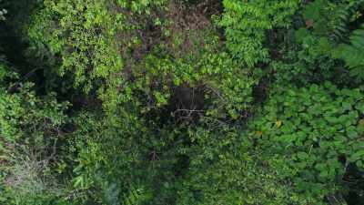 But here and there,
there's a small gap - Attenborough's Life in Colour