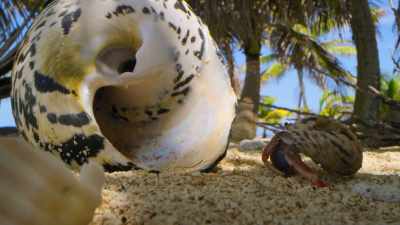 But hermit crabs can grow
as big as a coconut - Tiny World
