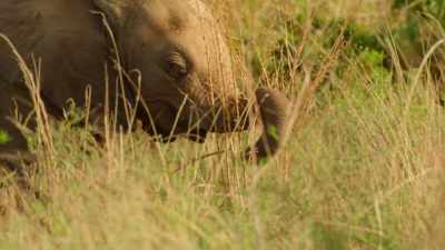 But he's all snout and no skill. - Wild Babies