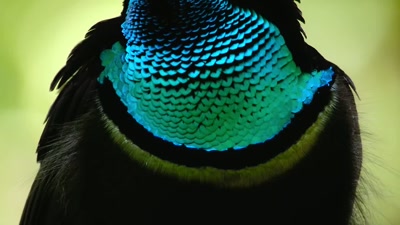'..but he's called
a magnificent riflebird - A Year on Planet Earth