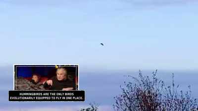 But, but he's, but he's flapping
his wings and not moving. - The Osbournes Want to Believe