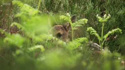 But hiding silently nearby
is her second fawn. - Wild Isles