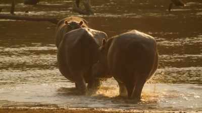 But this hippo's
a whole different ball game. - Wild Babies