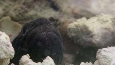 But how can I be a predator - When Nature Calls with Helen Mirren