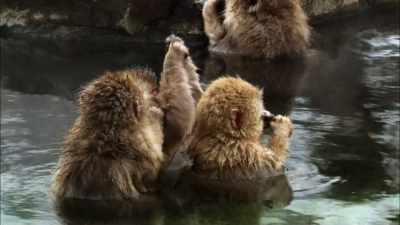 But how can I be a predator - When Nature Calls with Helen Mirren