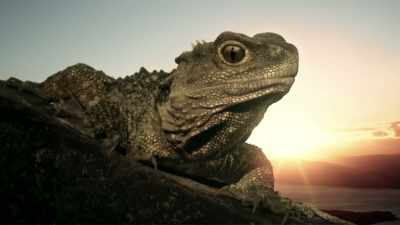 But how did the tuatara
survive the event - Modern Dinosaurs
