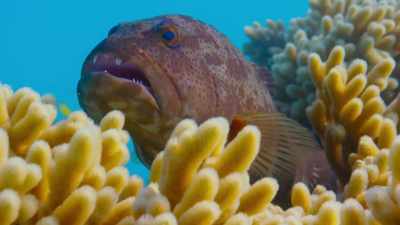 But how do you get a meal here, - Blue Planet II